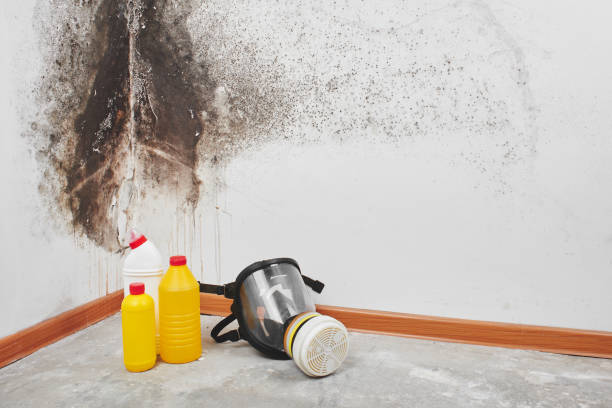 Best Toxic Mold Removal  in Pine Bush, NY