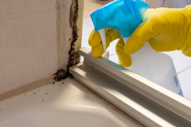 Best Mold Testing and Removal  in Pine Bush, NY