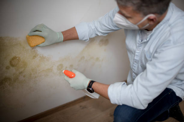 Best Commercial Mold Removal  in Pine Bush, NY