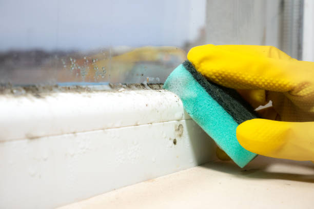 Best Commercial Mold Removal  in Pine Bush, NY