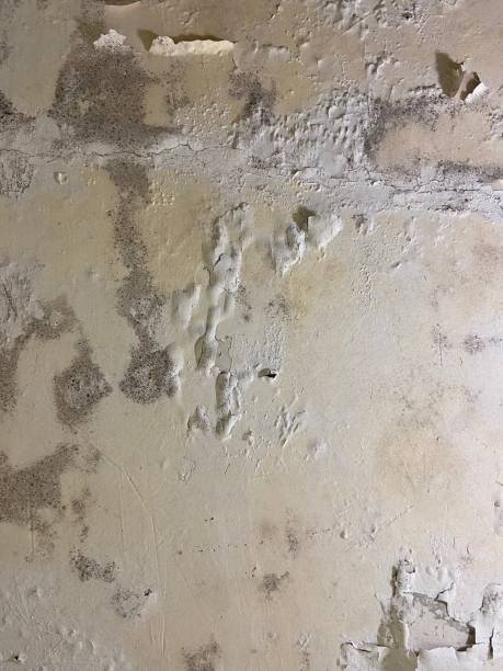 Mold Testing and Removal in Pine Bush, NY