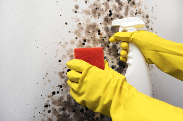 Best Certified Mold Removal  in Pine Bush, NY