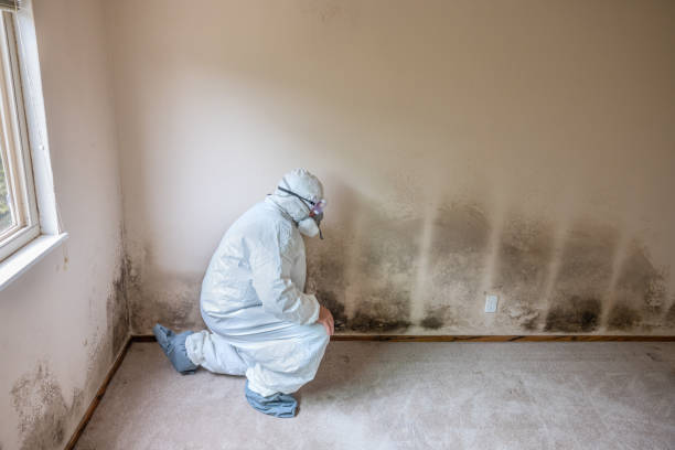 Best Mold Cleaning Services  in Pine Bush, NY