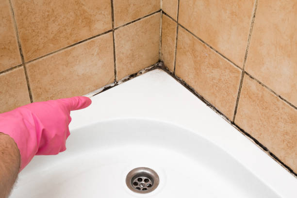 Best Home Mold Removal  in Pine Bush, NY
